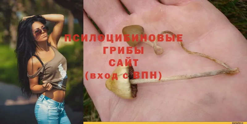 Галлюциногенные грибы Magic Shrooms  Зеленогорск 